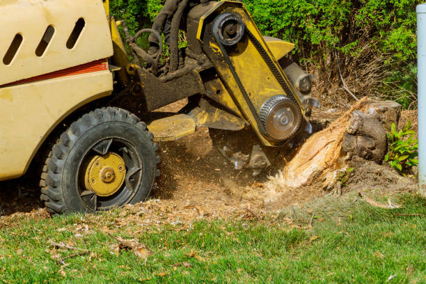 The Steps Involved in Our Tree Care Process in Summit Park, UT